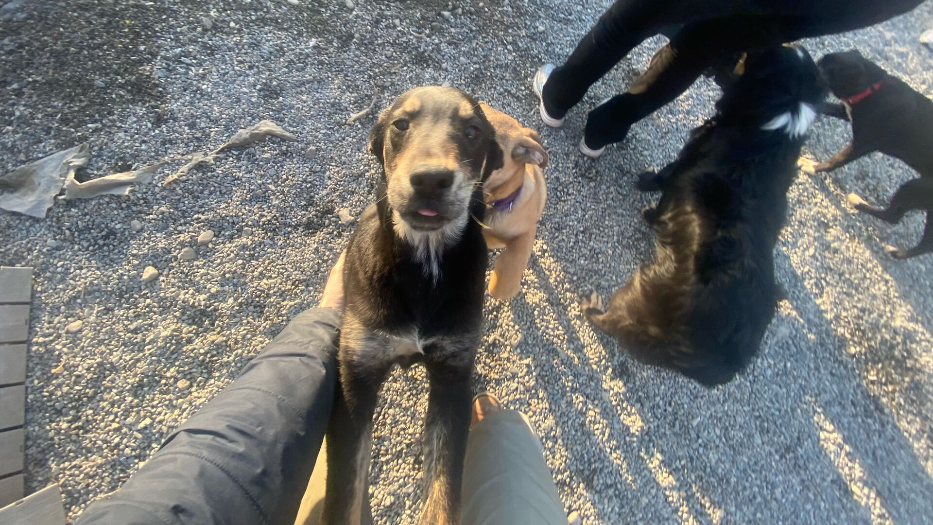 Sanctuary at Haafsville taking care of stranded dogs